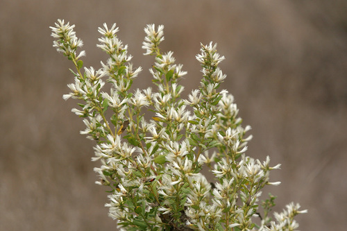 coyote brush