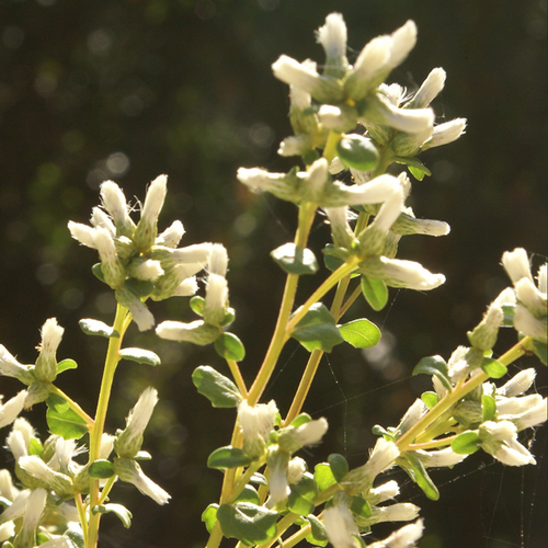 coyote brush