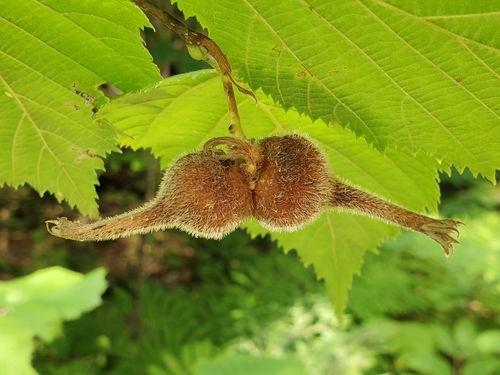 beaked hazelnut