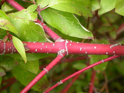 red osier dogwood