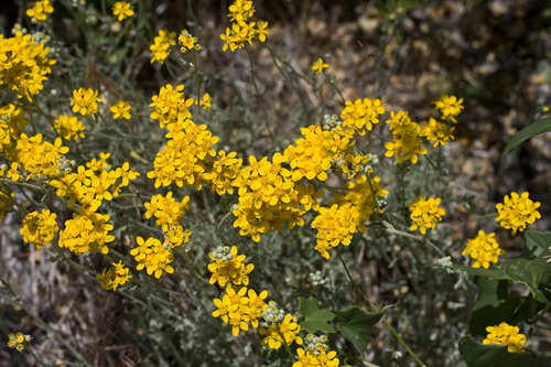 Golden Yarrow