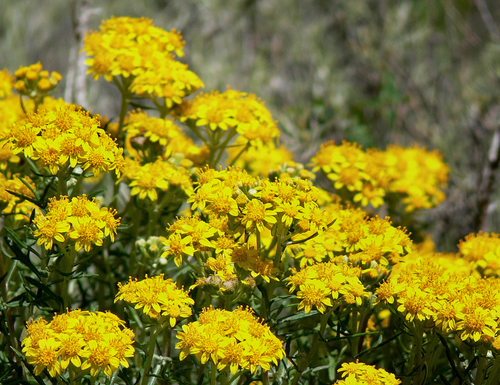 Golden Yarrow