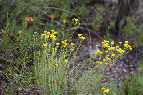 Golden Yarrow