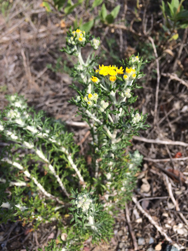 Golden Yarrow