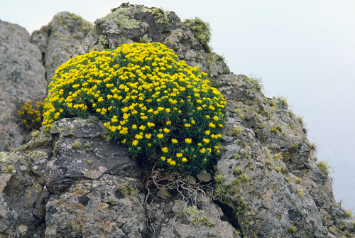 Golden Yarrow