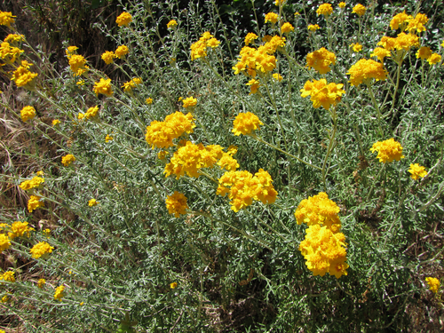 Golden Yarrow