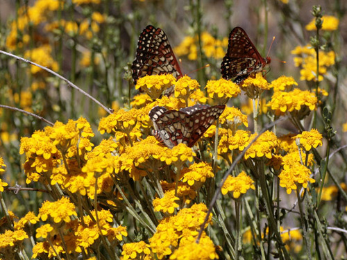 Golden Yarrow
