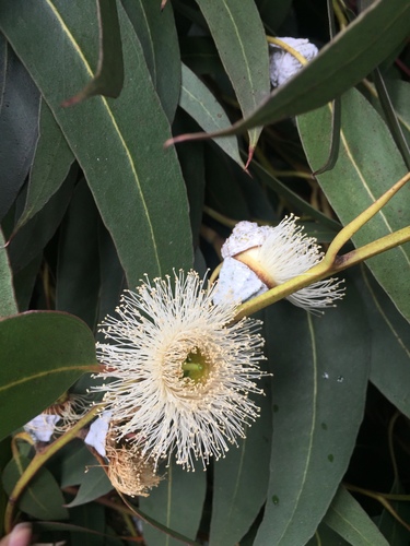 Tasmanian blue gum