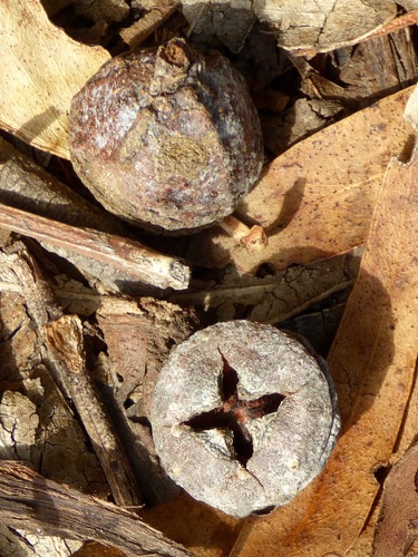 Tasmanian blue gum