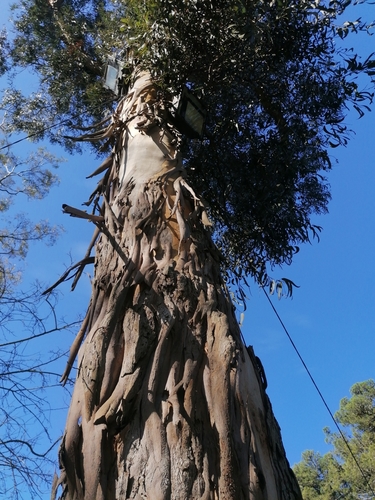 Tasmanian blue gum
