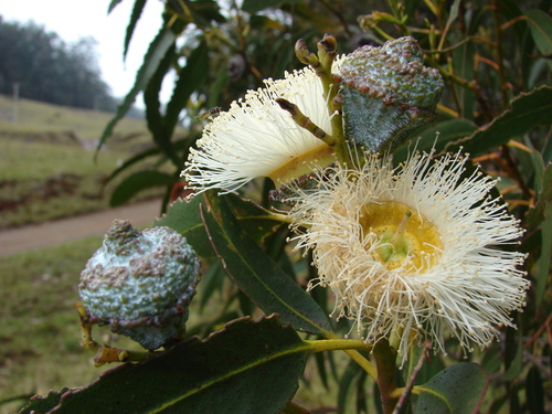 Tasmanian blue gum