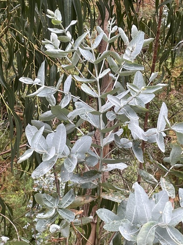 Tasmanian blue gum