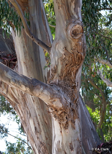 Tasmanian blue gum