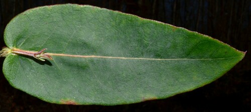 Tasmanian blue gum