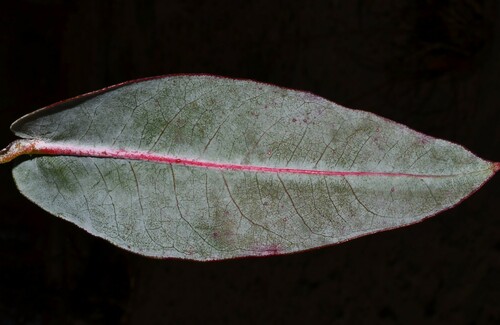 Tasmanian blue gum