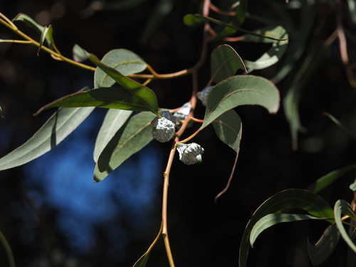 Tasmanian blue gum
