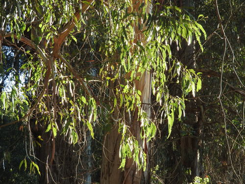 Tasmanian blue gum
