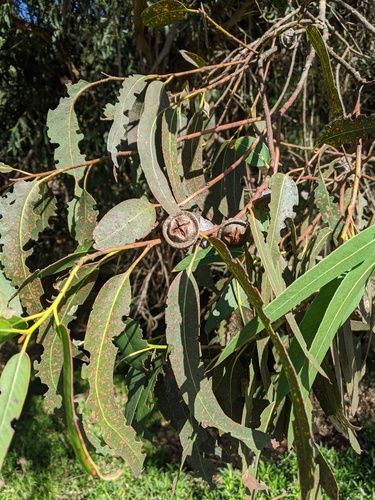 Tasmanian blue gum