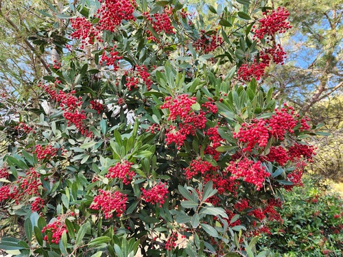 Toyon