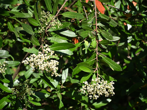 Toyon