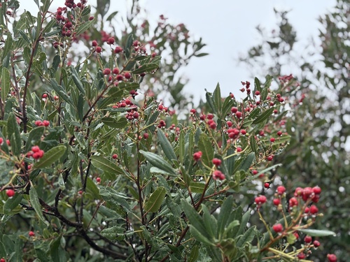 Toyon