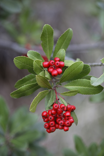 Toyon