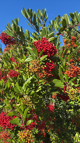 Toyon