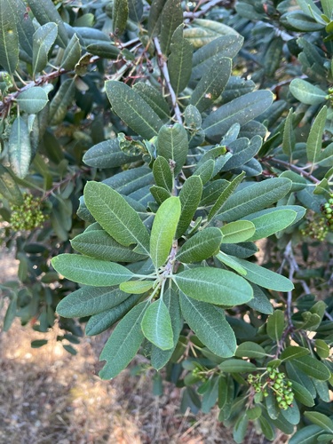 Toyon