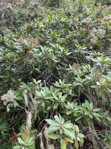 Toyon