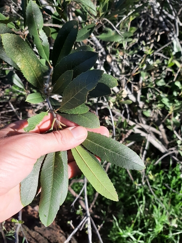 Toyon