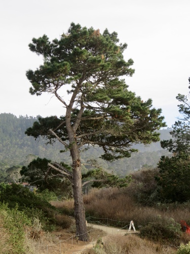 Monterey pine