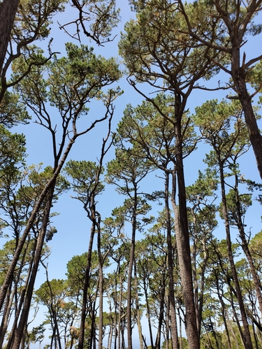 Monterey pine