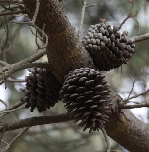 Monterey pine