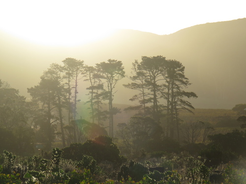 Monterey pine