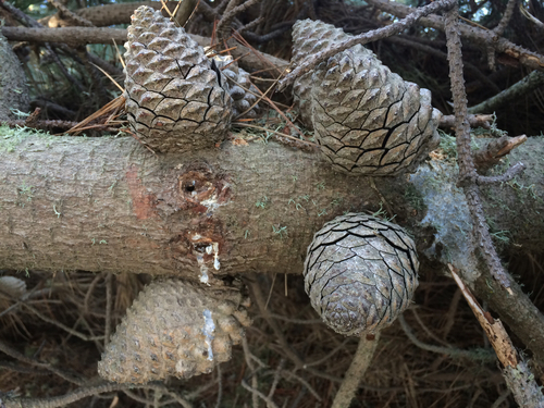 Monterey pine