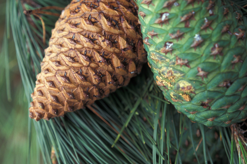 Monterey pine