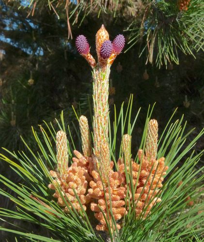 Monterey pine