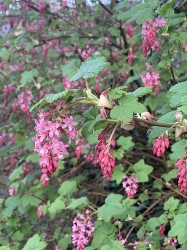 Red-flowering Currant