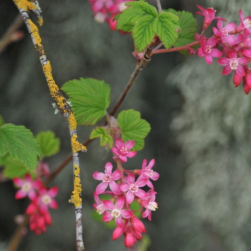 Red-flowering Currant