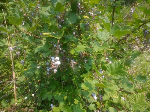 Red-flowering Currant