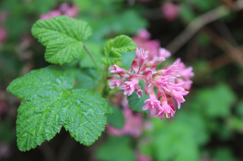 Red-flowering Currant