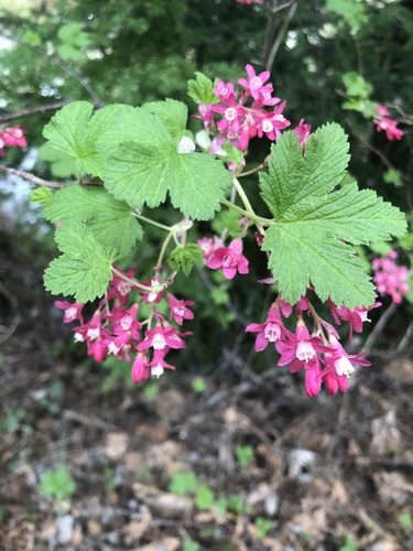 Red-flowering Currant
