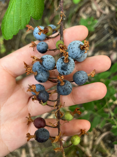 Red-flowering Currant