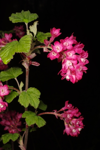 Red-flowering Currant