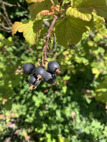 Red-flowering Currant