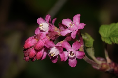 Red-flowering Currant