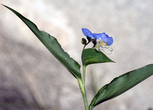 whitemouth dayflower