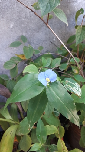 whitemouth dayflower