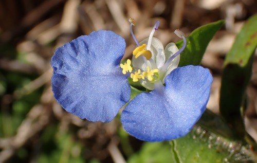whitemouth dayflower