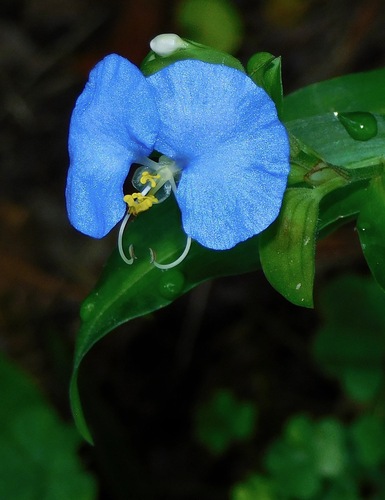 whitemouth dayflower